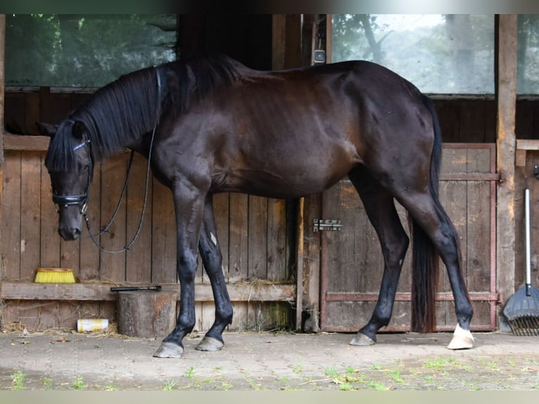 Trakehner Mare 5 years 16,2 hh Black in Stipshausen