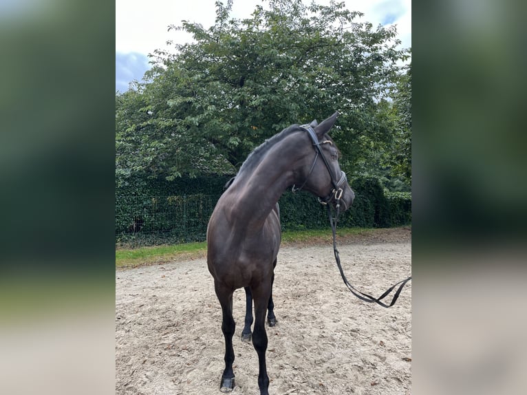 Trakehner Mare 5 years 17 hh Black in Elsdorf