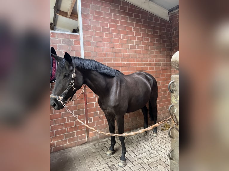 Trakehner Mare 5 years 17 hh Black in Elsdorf