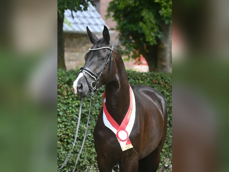 Trakehner Mare 5 years Black in Neckarsteinach