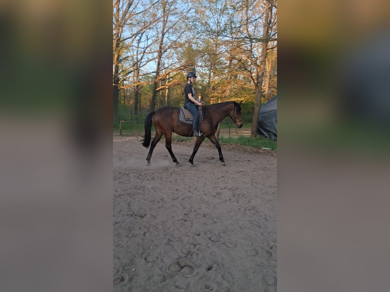 Trakehner Mare 5 years Brown in Pirna