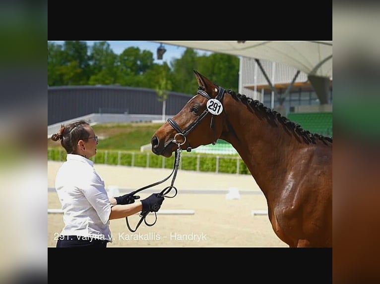 Trakehner Mare 5 years Brown in Pirna