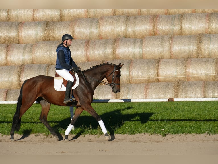Trakehner Mare 5 years Brown in Ganschow