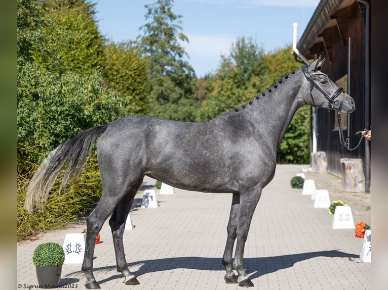 Trakehner Mare 5 years Gray in Mehring
