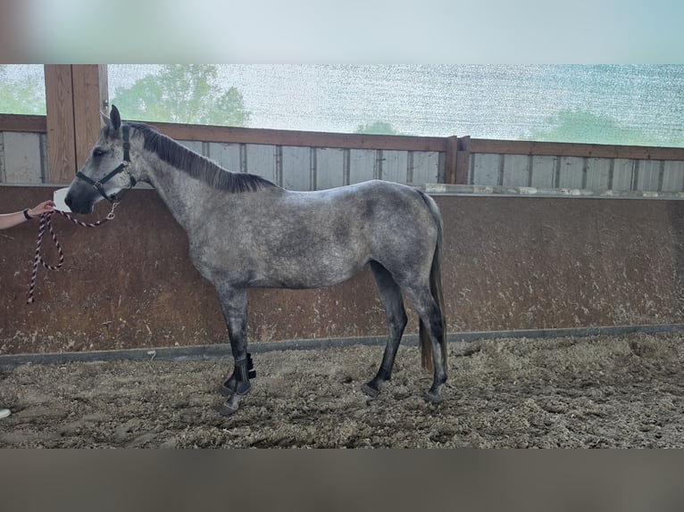Trakehner Mare 6 years 15.2 hh Grey-Dapple in Sperenberg