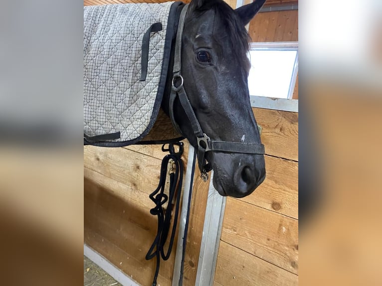 Trakehner Mare 6 years 15,3 hh Black in Sonnefeld