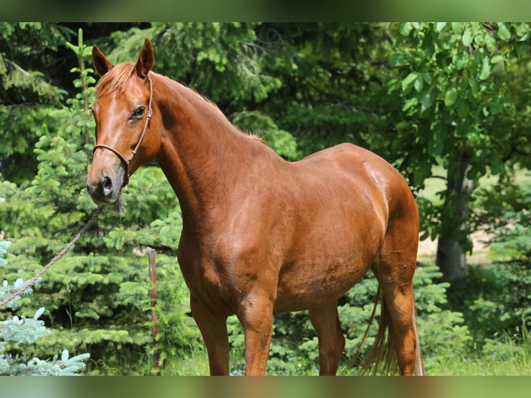 Trakehner Mare 6 years 16.1 hh Chestnut-Red in Liebstadt