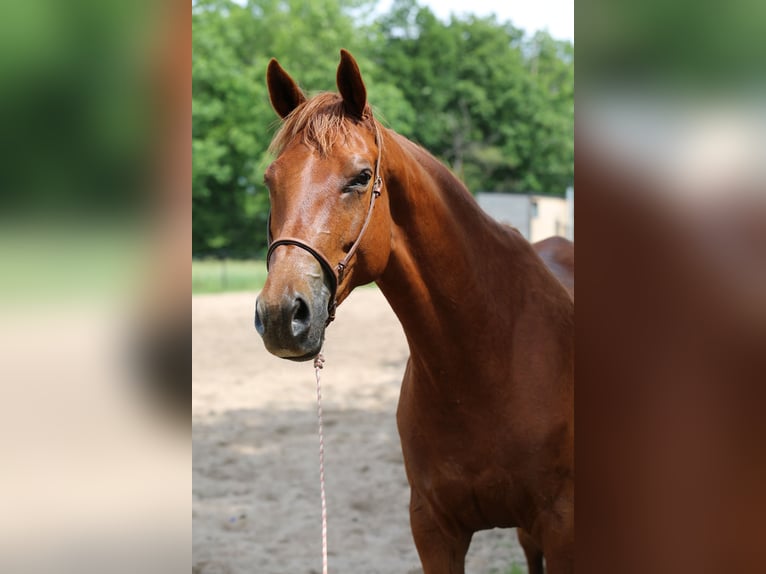 Trakehner Mare 6 years 16.1 hh Chestnut-Red in Liebstadt