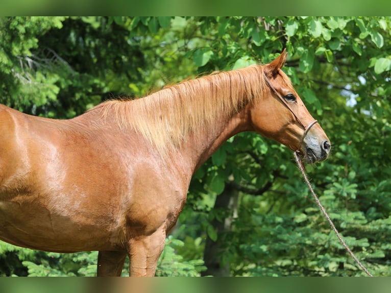 Trakehner Mare 6 years 16.1 hh Chestnut-Red in Liebstadt
