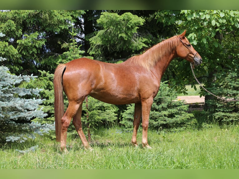 Trakehner Mare 6 years 16.1 hh Chestnut-Red in Liebstadt