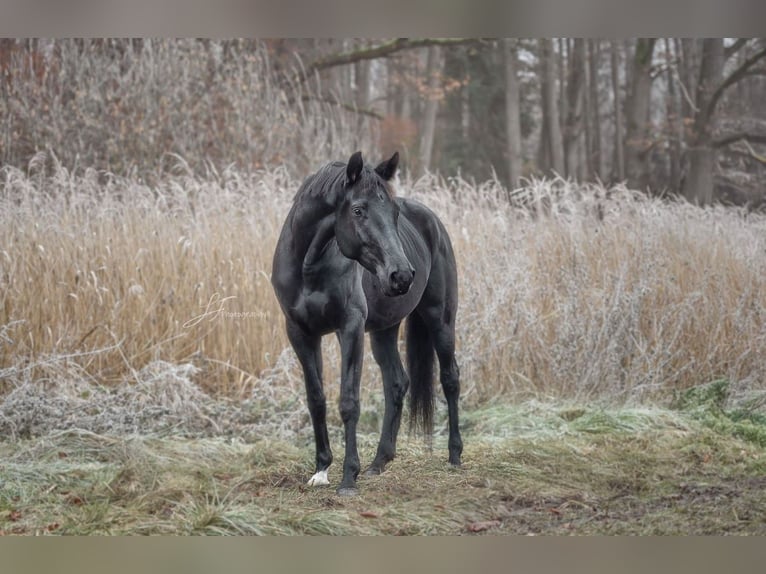 Trakehner Mare 6 years 16.2 hh Black in Fürstenfeldbruck