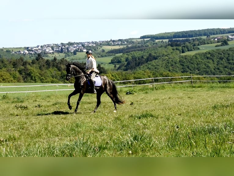 Trakehner Mare 6 years 16.2 hh Black in Veitsrodt
