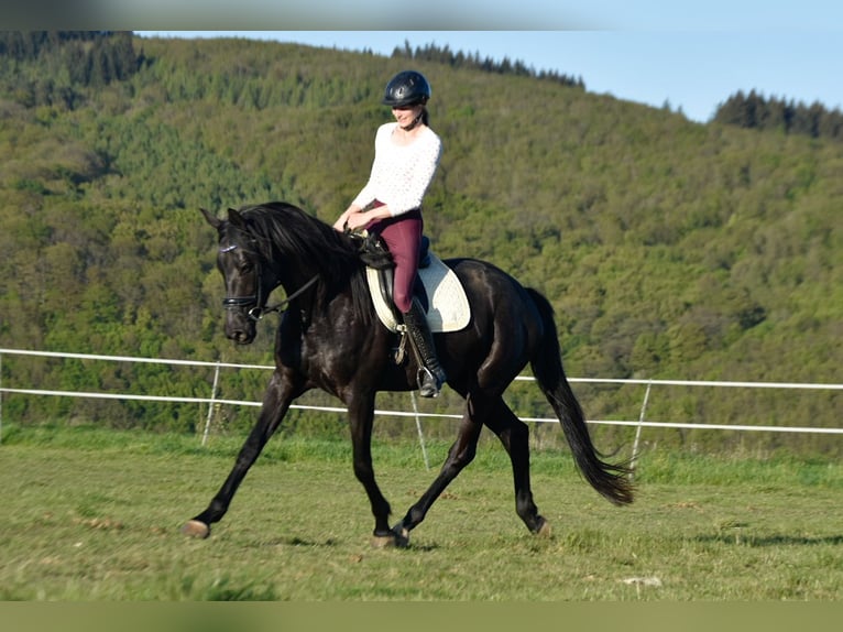 Trakehner Mare 6 years 16.2 hh Black in Veitsrodt