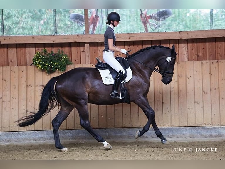 Trakehner Mare 6 years 16,2 hh Brown in Liessel