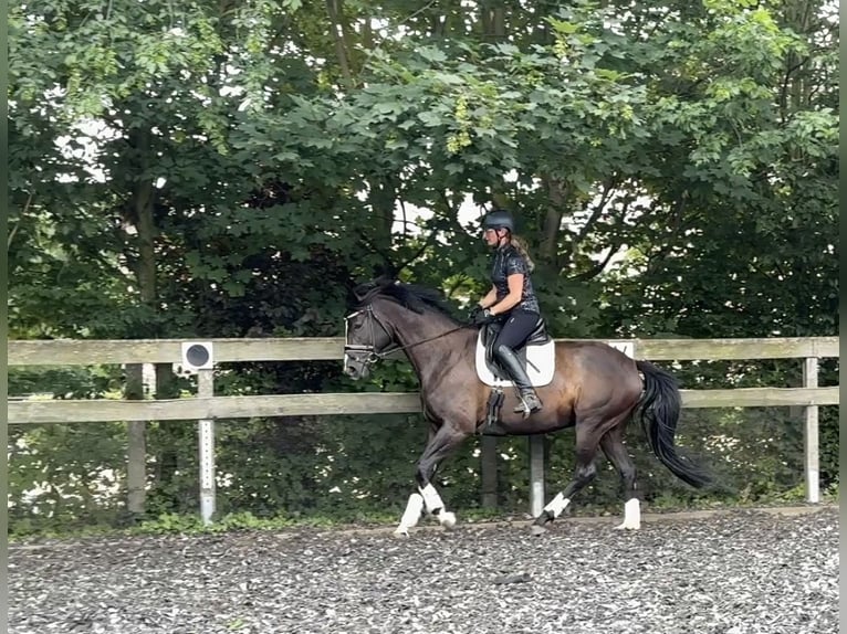 Trakehner Mare 6 years 16.3 hh Black in Schackensleben