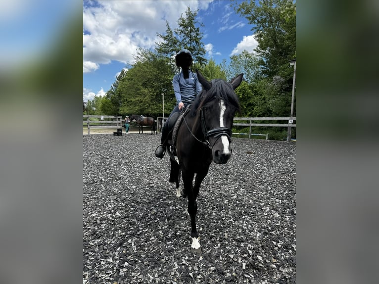 Trakehner Mare 6 years 16.3 hh Black in Schackensleben
