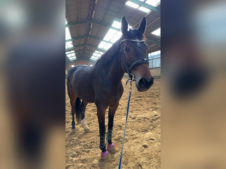 Trakehner Mix Mare 6 years 16 hh Brown in Hameln