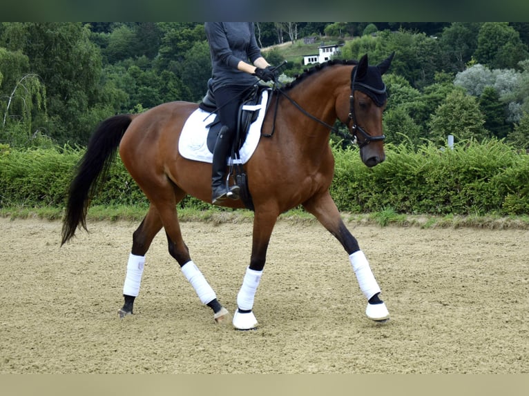 Trakehner Mare 6 years 16 hh Brown in Heiligenhaus