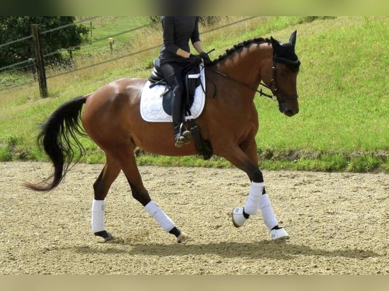 Trakehner Mare 6 years 16 hh Brown in Heiligenhaus