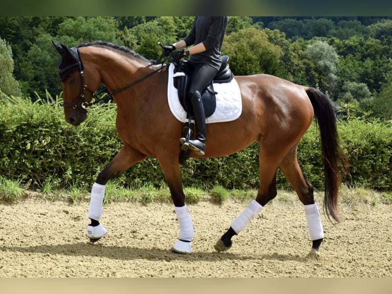 Trakehner Mare 6 years 16 hh Brown in Heiligenhaus