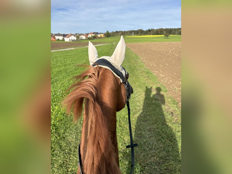 Trakehner Mare 6 years 16 hh Chestnut-Red in Winklpoint