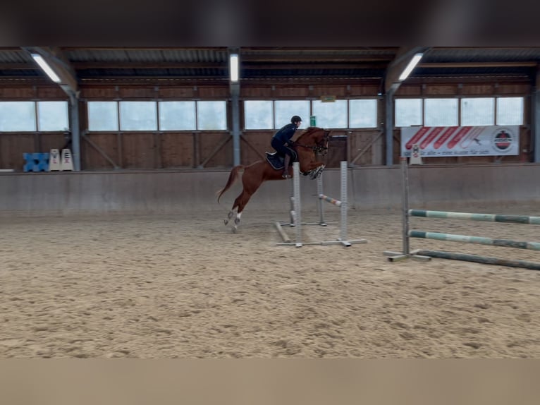 Trakehner Mare 6 years 16 hh Chestnut-Red in Winklpoint