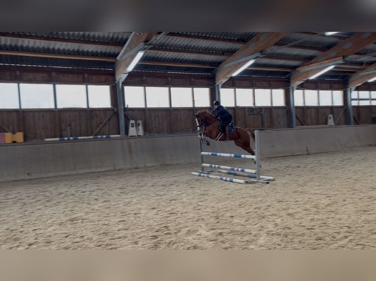 Trakehner Mare 6 years 16 hh Chestnut-Red in Winklpoint