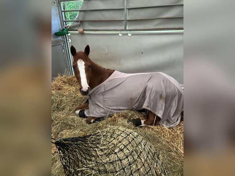 Trakehner Mare 6 years 16 hh Chestnut-Red in Winklpoint