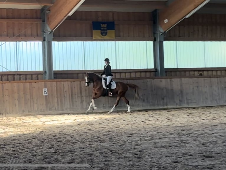 Trakehner Mare 6 years 16 hh Chestnut-Red in Winklpoint