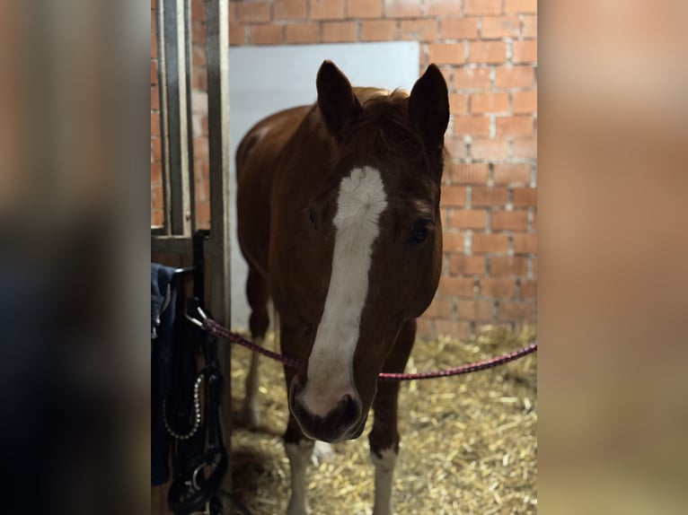 Trakehner Mare 6 years 16 hh Chestnut-Red in Winklpoint