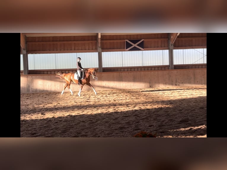 Trakehner Mare 6 years 16 hh Chestnut-Red in Winklpoint