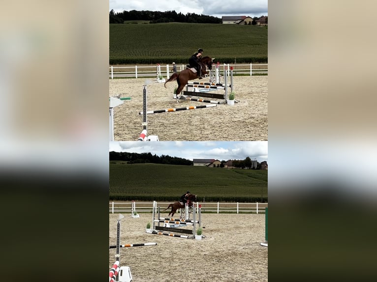 Trakehner Mare 6 years 16 hh Chestnut-Red in Winklpoint