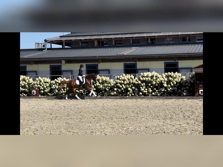 Trakehner Mare 6 years 16 hh Chestnut-Red in Winklpoint