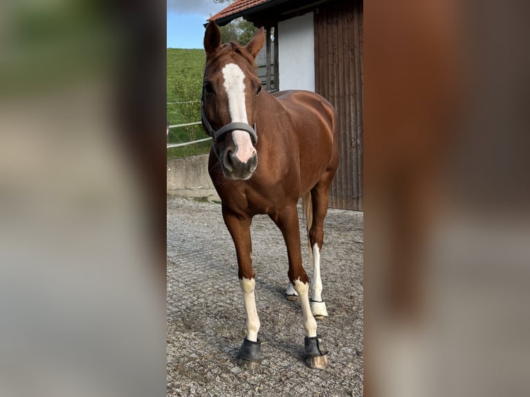 Trakehner Mare 6 years 16 hh Chestnut-Red in Winklpoint