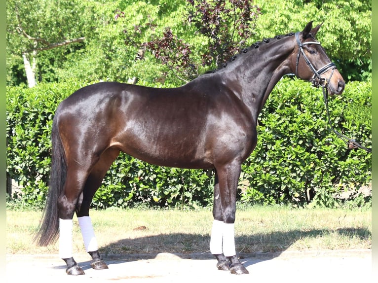 Trakehner Mare 6 years 16,1 hh Bay-Dark in Selsingen