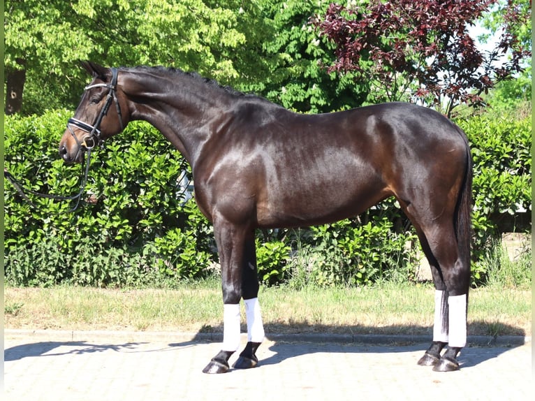 Trakehner Mare 6 years 16,1 hh Bay-Dark in Selsingen