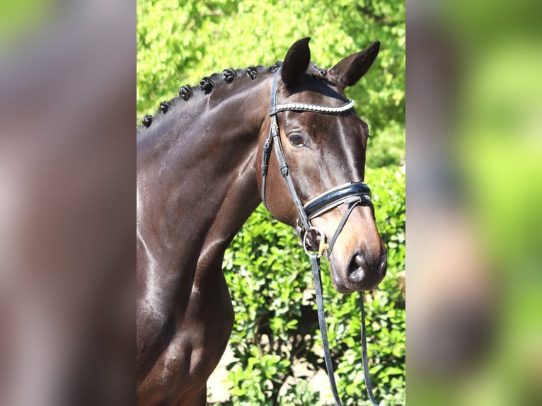 Trakehner Mare 6 years 16,1 hh Bay-Dark in Selsingen