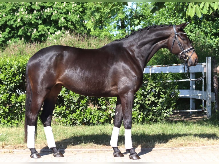 Trakehner Mare 6 years 16,1 hh Bay-Dark in Selsingen