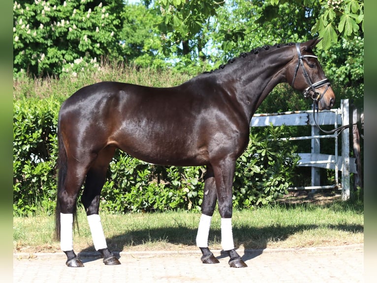 Trakehner Mare 6 years 16,1 hh Bay-Dark in Selsingen