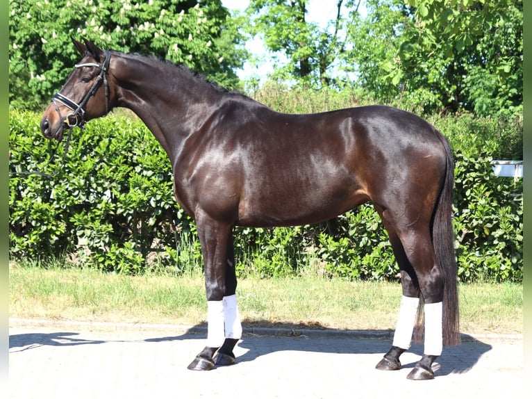Trakehner Mare 6 years 16,1 hh Bay-Dark in Selsingen