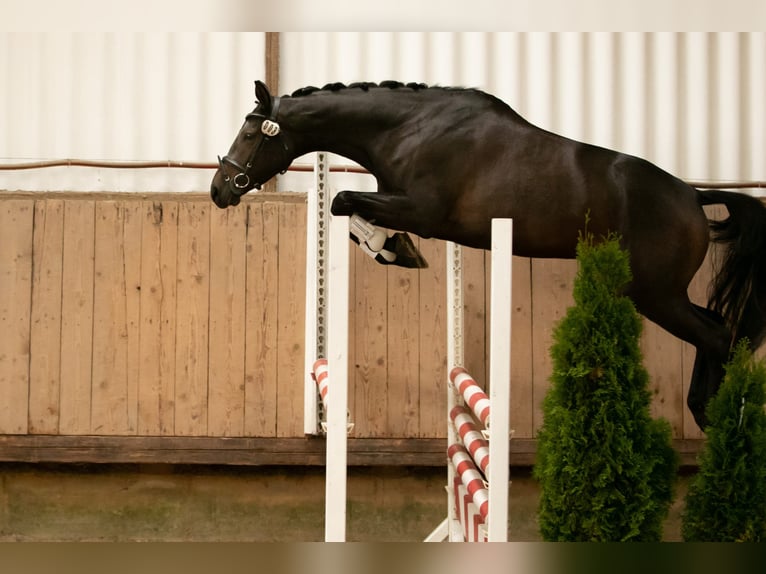 Trakehner Mare 6 years 16,1 hh Bay-Dark in Langenenslingen Trakehner Mare 6 years 16,1 hh Bay-Dark in Langenenslingen