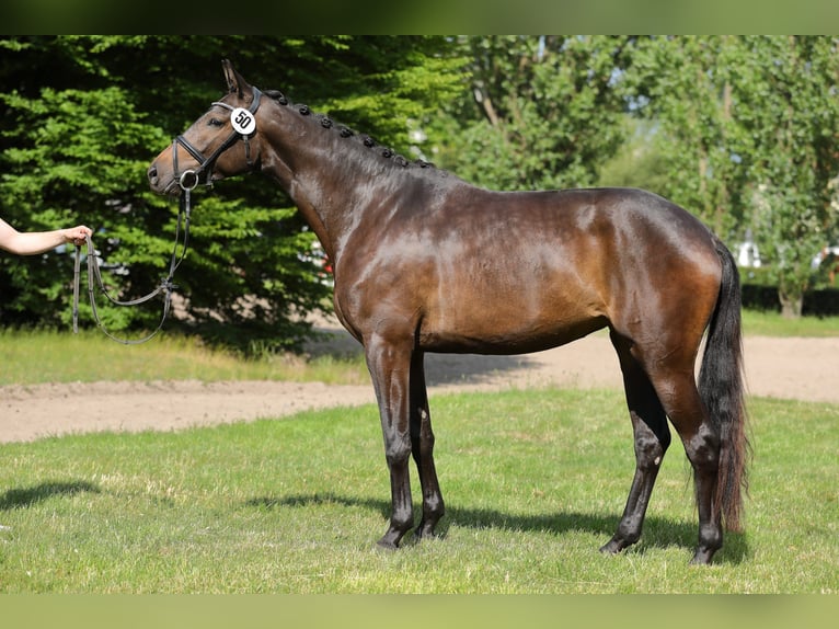Trakehner Mare 6 years 16,1 hh Bay-Dark in Langenenslingen