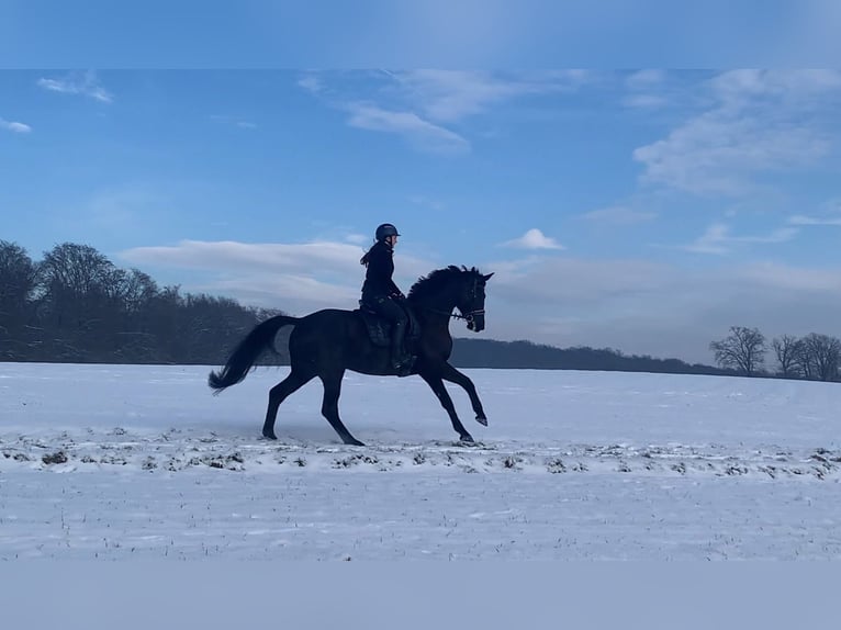 Trakehner Mare 6 years 16,1 hh Black in Langenselbold