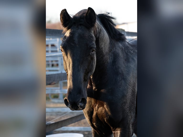 Trakehner Mare 6 years 16,1 hh Black in Langenselbold