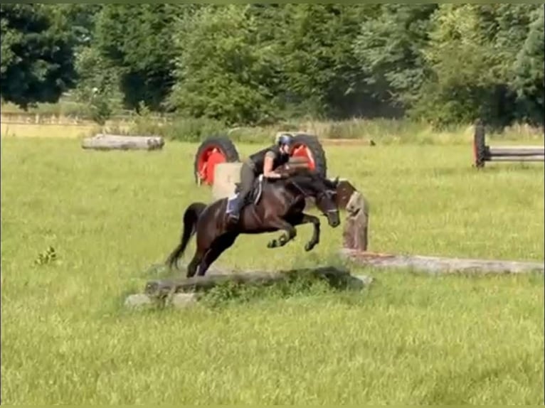 Trakehner Mare 6 years 16,1 hh Black in Langenselbold
