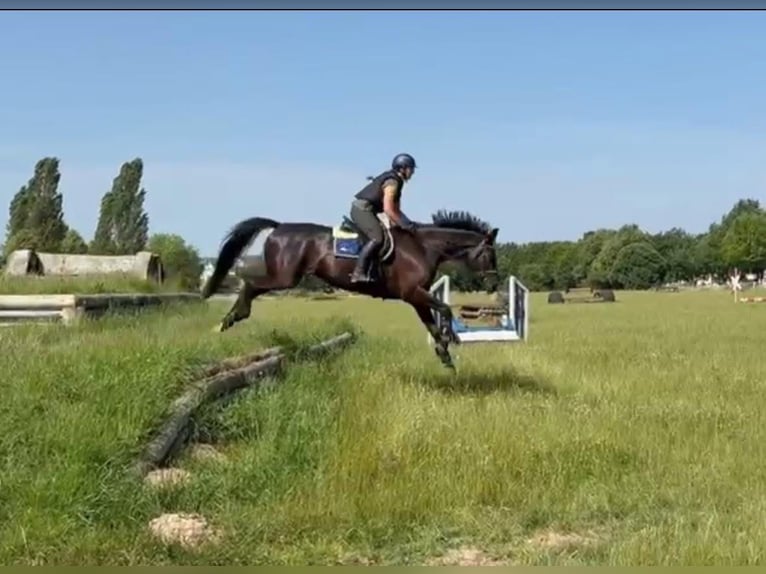 Trakehner Mare 6 years 16,1 hh Black in Langenselbold
