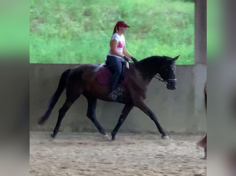 Trakehner Mare 6 years 16,1 hh Black in Langenselbold
