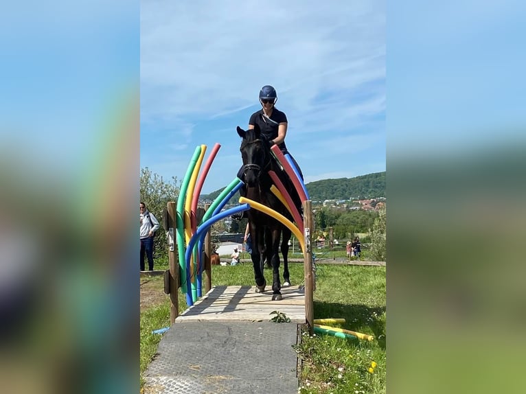 Trakehner Mare 6 years 16,1 hh Black in Langenselbold