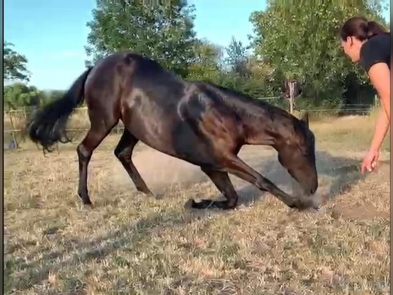 Trakehner Mare 6 years 16,1 hh Black in Langenselbold