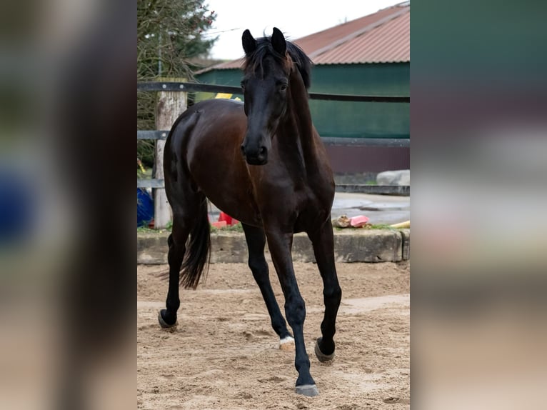 Trakehner Mare 6 years 16,1 hh Black in Langenselbold